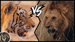 Lion vs Tiger - Who Will Win? Real Footage Of Fights!