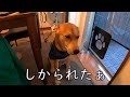 叱られて落ち込むワンジロー