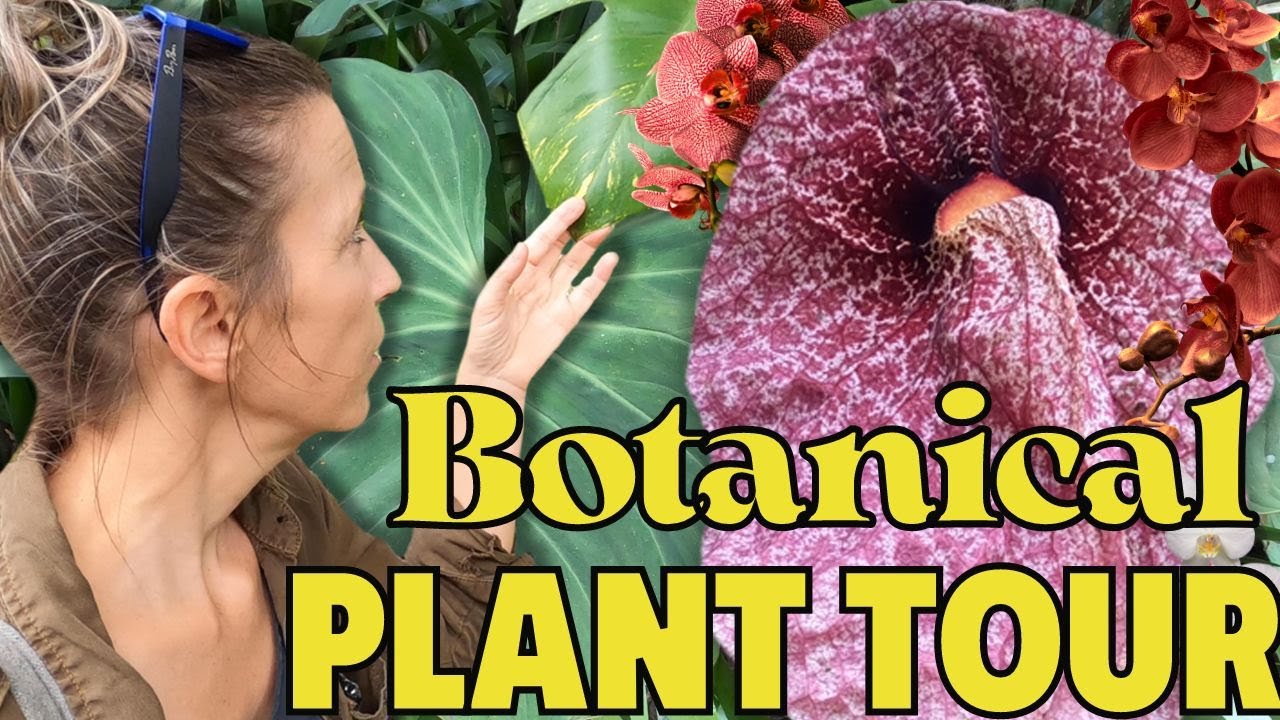 Lankester Botanical Garden | Costa Rica | Orchid Collection