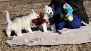 Blanca and Vixen at 6.5 wks of age