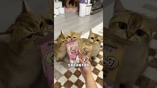 【牛奶是只猫】天冷了，又到了猫咪揣手手的季节了！