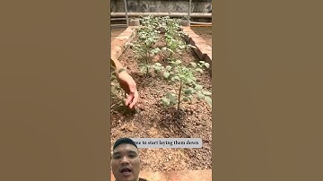 cách trồng cà chua siêu quả #farming101