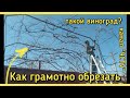 Обрезка винограда НА АРКЕ СТАРОГО или как обрезать виноград АРОЧНЫЙ ЗАПУЩЕННЫЙ.