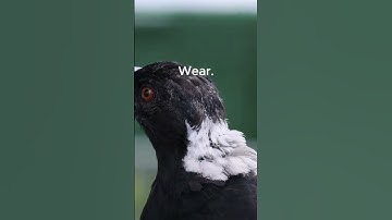 Stay safe this swooping season #Magpies #Walk #Wear #Watch #Spring #SpringSafety #ParentTips
