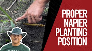 PROPER NAPIER PLANTING POSITION