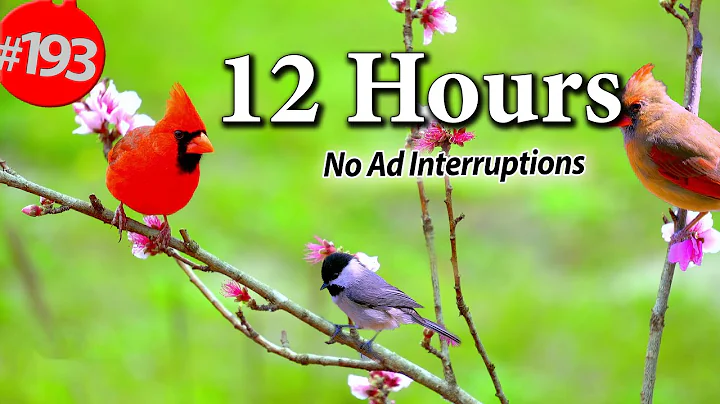 12 Hr. Uninterrupted Cat TV 😻 Best of Birds in Trees Compilation & a Squirrel 🐦No Ads @LensMyth