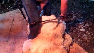 Martin Dibble shearing an Omache Farm Rambouillet Ewe