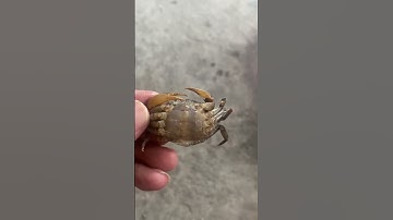 Đâu là con đực, đâu là con cái #shortvideo