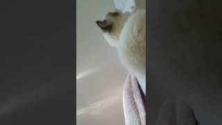 요미(머리끈 좋아요)