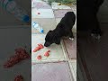 вќЊпёЏШ Ш Щ ШЁЫЊШ Ш ЫЊЩ Щ Ш ЫЊШ Ъ Щ ШґШЇ Щ Ш Щ ШўШґШєШ Щ ЩѕШ ШЄШґЩ Щ Ъ Щ ЫЊШЇ ШЄЩ Ш Ш ЫЊ ШўШґШєШ Щ ЫЊвќЊпёЏ вќЊпёЏШ Ш Щ ШЁЫЊШ Ш ЫЊЩ Щ Ш ЫЊШ Ъ Щ ШґШЇ Щ Ш Щ ШўШґШєШ Щ ЩѕШ ШЄШґЩ Щ Ъ Щ ЫЊШЇ ШЄЩ Ш Ш ЫЊ ШўШґШєШ Щ ЫЊвќЊпёЏ