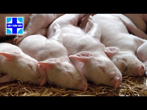 Video Bác chủ trại hốt hoảng vì lợn con cứ béo là lăn đùng... - youtube