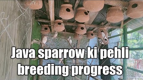 Java sparrow ki pehli breeding progress