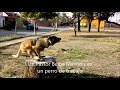 Doctor Froy - Entrenamiento de Akila, Pastor Belga Malinois