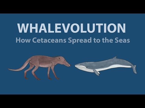 Whalevolution: How Cetaceans Spread to the Seas