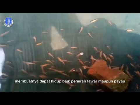 Potensi Budidaya Ikan Nila Air Payau by Teguh Firnanda
