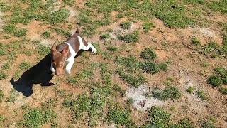 Rat Terrier breeder with puppy videos. Rat Terrier videos. Gems Rat Terriers. Terrier puppy videos.