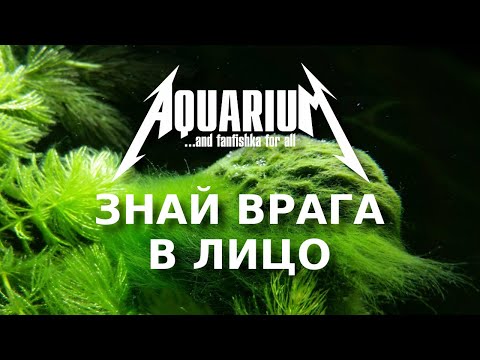 Водоросли в аквариуме: знай врага в лицо!