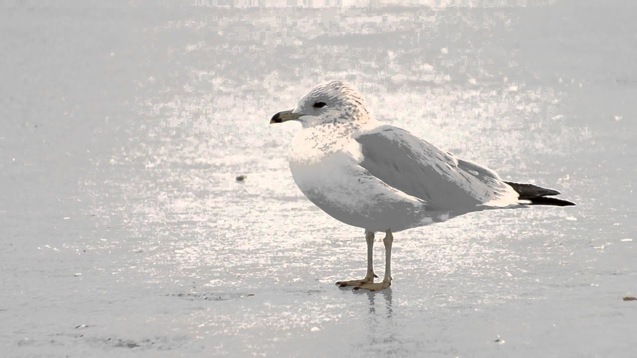 Digiscoping a Ring-billed Gull with the Nikon EDG VR Fieldscope 