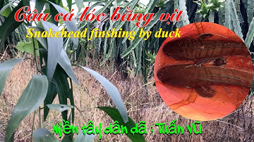 Câu cá lóc bằng vịt: snakehead fishing by duck | bầy khói đèn với bầy lòng ròng | cau ca mien tay