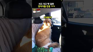사고 치고 딱 걸린 강아지들 ㅋㅋㅋ #shorts #동물 #강아지 #유머