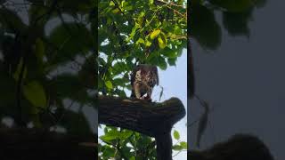 Crested Goshawk Spotted at MacRitchie Reservoir Singapore