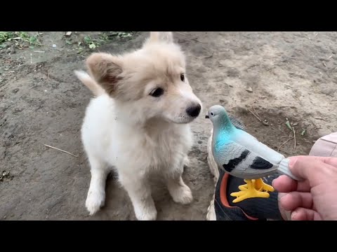 Puppy thinks pigeon toys as a chicken🐓 ||Watch reactions of cute puppy 🐶