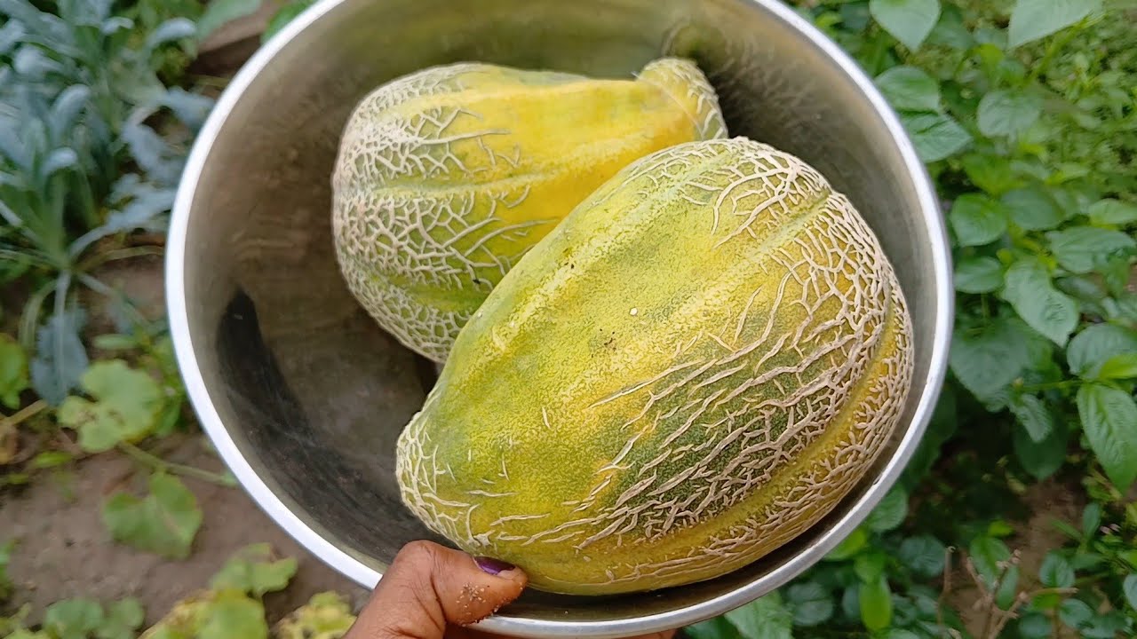 Lessons From My Garden This Week | A day In My Plant Life