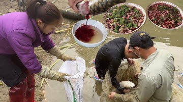 Siêu Phẩm Tiết Canh Cá Đông Cứng, Bắt Cá To Nhất Ao Về Làm Gỏi Món Ăn Yêu Thích | Nguyên TM