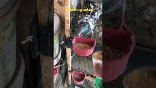 🐦 Pigeon Breeding Cage Setup | Healthy Pigeon Family 🏆