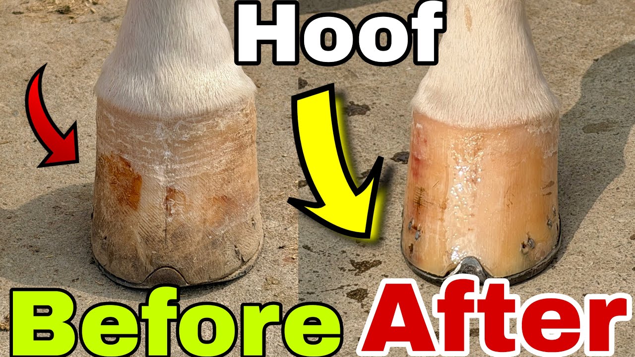 Nadia hoof cleaning and trimming | hoof before and after | full video trimming hoof result #hoofcare