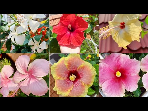 Video: Thạch Hibiscus ít Calo