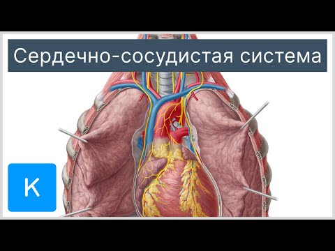 Cердечно-сосудистая система - Анатомия человека | Kenhub