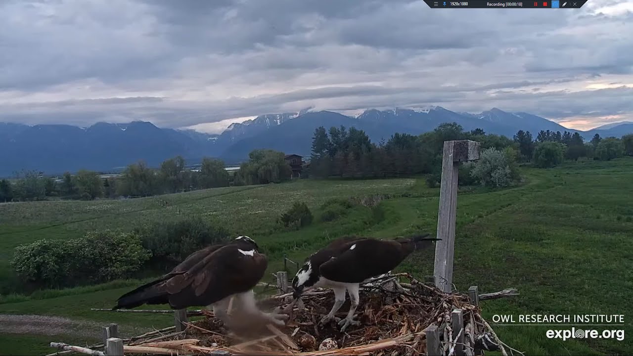 Last Handoff of yesterday's Boomerang Trout Charlo Osprey Nest