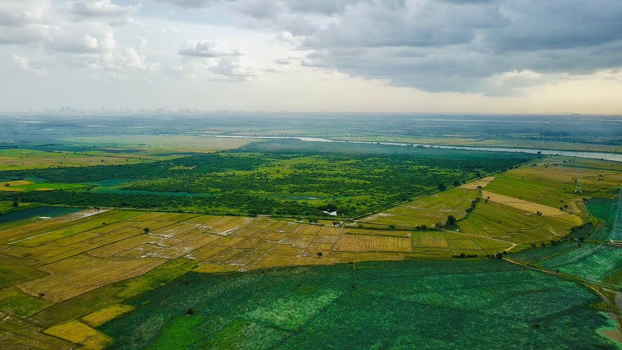 Serene Lotus Haven Relaxing Piano, Birdsong, Meditation, Calm, Nature, ASMR, 2025 4K Video