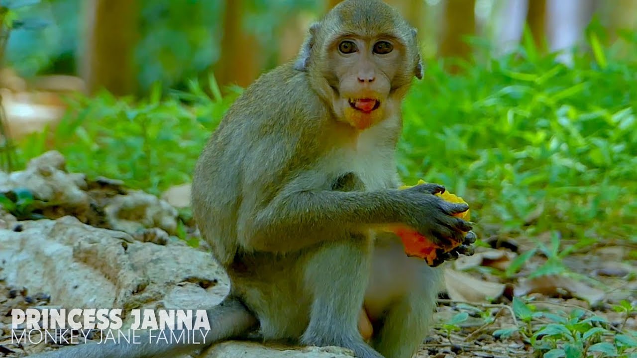 Very good Janna!!! Princess Janna enjoy eating sweet mango, Janna want to give up milk