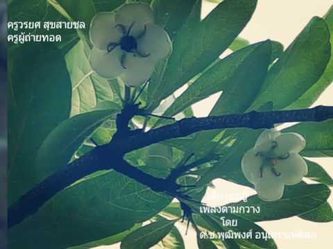 เดี่ยวซออู้ เพลงตามกวาง