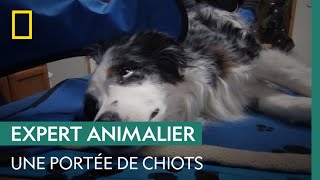 Combien De Chiots Cette Chienne Attend-Elle ?