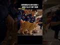 消防隊員が女性を救助!退院するまで猫を保護する #保護猫 #猫動画 #猫