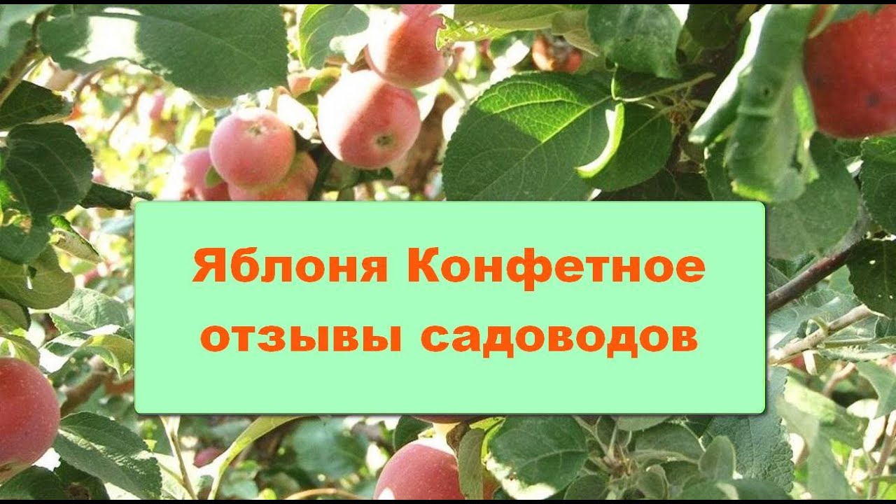 Яблоня Конфетное отзывы садоводов