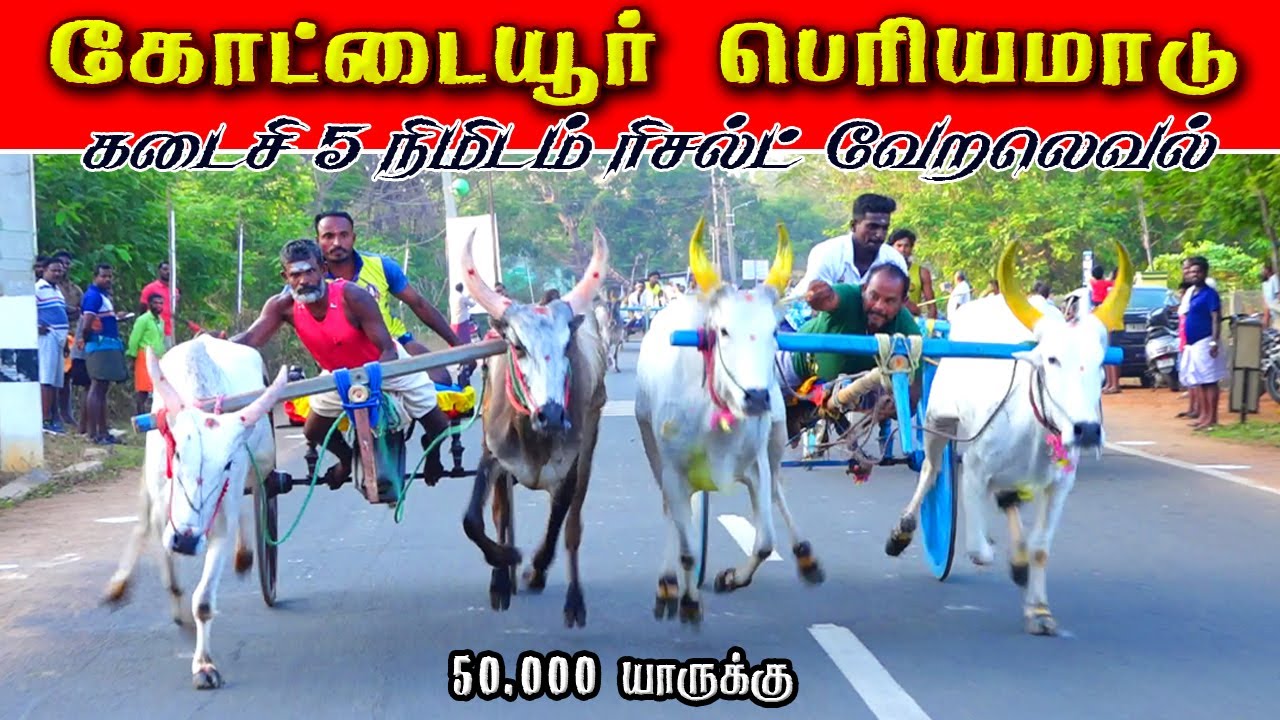 2கோட்டையூர் பெரியமாடு 50,000 பந்தயம் 09,03,2025