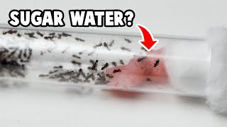 How To Feed Ants Inside A Test Tube