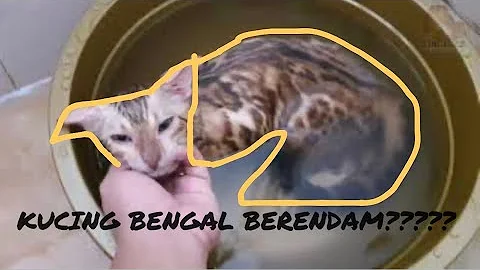 Watch the video about KUCING BENGAL PUTIH (BENGAL SNOW) KITA BERENDAM,KOK BISA?||SINGO22 BENGAL|| ||OMAH SINGO22 KUCING||
