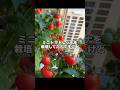 室内で育てていたミニトマトレジナ収穫したよ〜！#水耕栽培#ズボラ主婦の野菜水耕栽培#￼ミニトマト水耕栽培#ミニトマトレジナ#家庭菜園#野菜