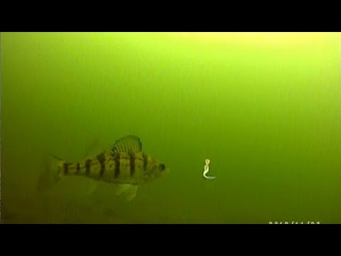 Ice Fishing PERCH