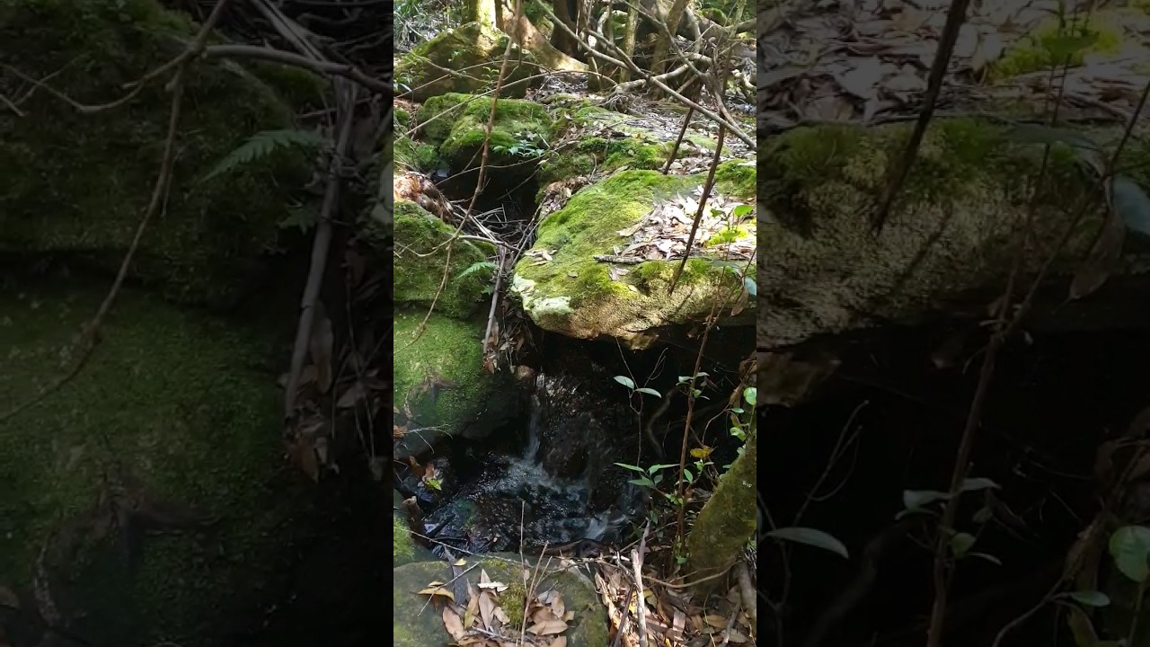 Cascades 5-6 Leading to Waterfalls Springbrook🏞️8/12/23 Каскады 5-6, ведущий к водопадам, Спрингбрук