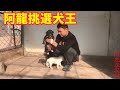 獵犬加納利的7只后代，未来狗王怎么选？听听10年养犬人怎么说