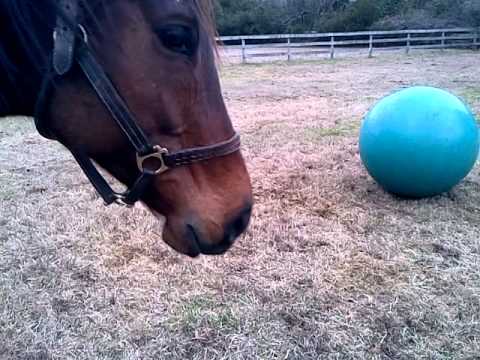 funny-horse-playing-with-big-jolly-ball