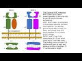 MHC molecules and their role in antigen presentation for GATE BT/DBT JRF/ICMR JRF/CSIR-NET