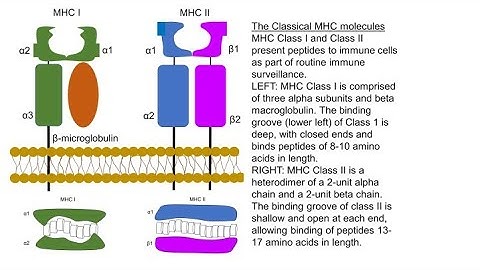 MHC molecules and their role in antigen presentation for GATE BT/DBT JRF/ICMR JRF/CSIR-NET