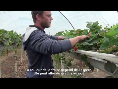 Vidéo: Sont des fraises à dalle ?